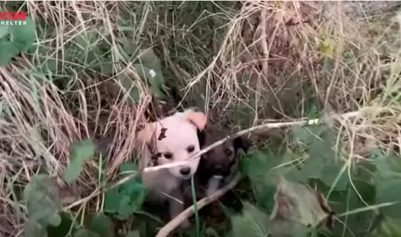 Hombre revisa extraño hoyo y encuentra a unos perritos abandonados en el interior