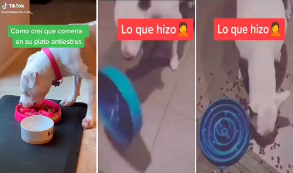 Compra un plato antiestrés para su perro, pero este prefiere comer sus croquetas en el piso