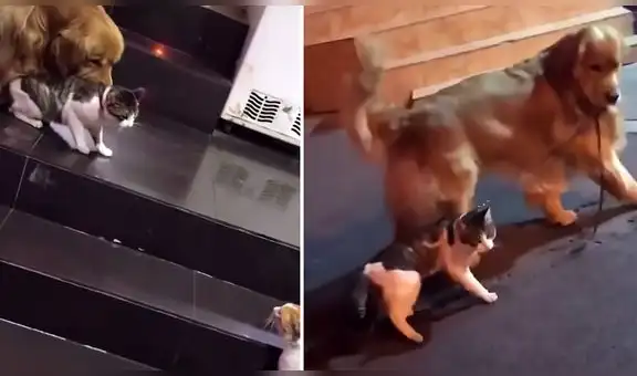 Perro sorprende al rescatar a su ‘amigo’ felino de una posible pelea con un gato callejero