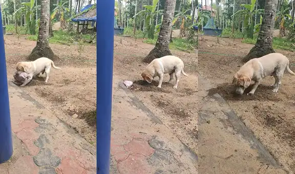 Perrito de raza golden retriever esconde un trapo con comida debajo de la tierra