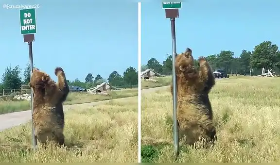 Oso bailando en realidad intenta calmar su picazón en un poste de la avenida