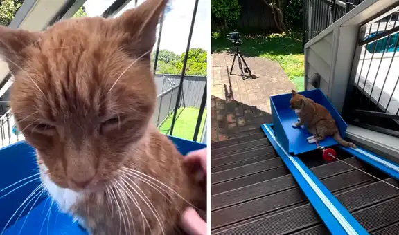 Joven construye un sencillo ascensor para ayudar a su anciano gato a subir las escaleras