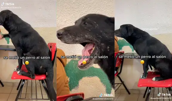 Perro ingresa en una clase presencial y sorprende al sentarse como un estudiante más