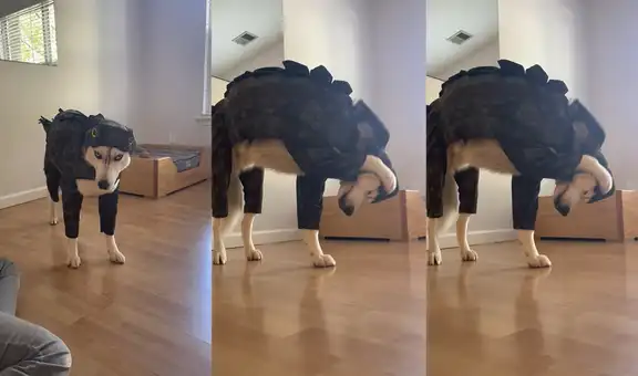 Perrito de raza husky siberiano demuestra toda su molestia por el traje que lleva puesto