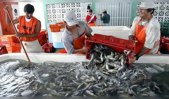 Demandan cese de la temporada de pesca de anchoveta