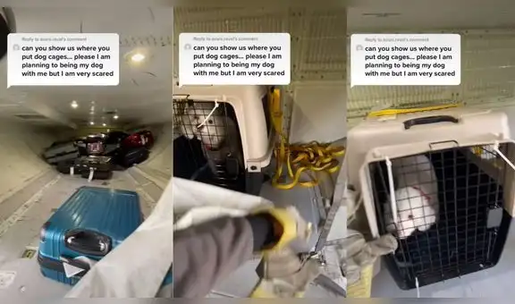 Tiktoker muestra cómo viajan las mascotas durante los vuelos