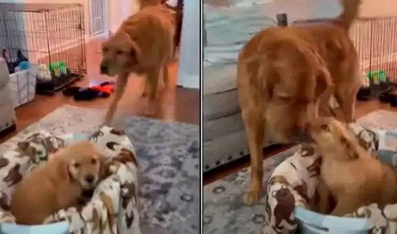 Perro tiene tierno comportamiento al conocer a la nueva mascota de su dueño