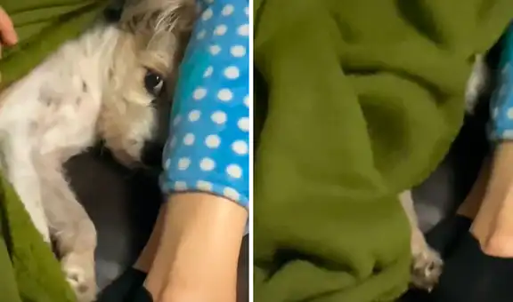 Perro evita que lo despierten y se vuelve a tapar con su manta cuando su amo se la quita