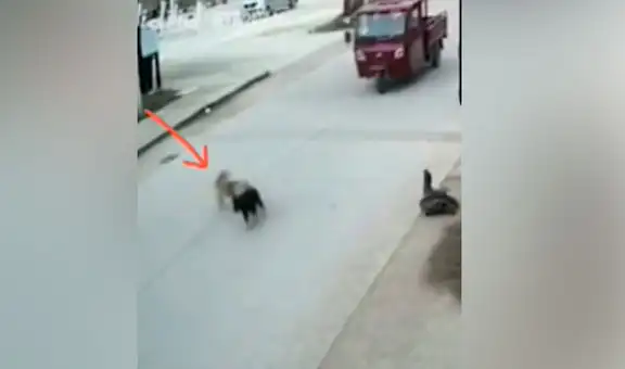 Perro es testigo de que su ‘mejor amigo’ iba a ser atropellado y se lanza para salvarlo