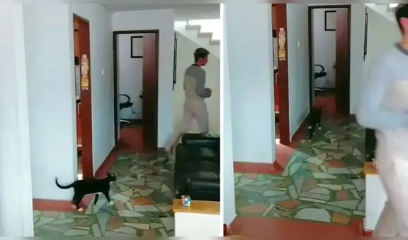 Tierno gatito acompaña a su dueño por todos los lados de la casa
