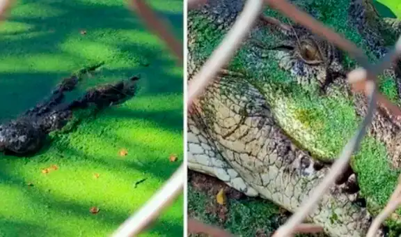 Peligroso cocodrilo se camufla en las verdes aguas de una laguna para atacar a turistas