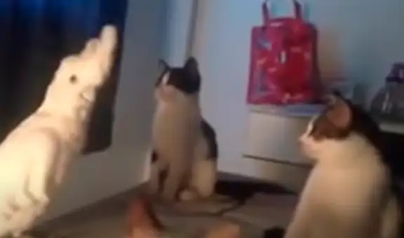 Cacatúa intenta imitar los maullidos de unos gatos para evitar que estos la ataquen