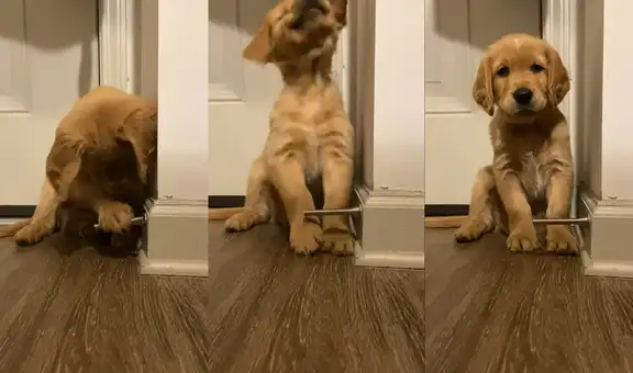 Perrito se emociona al encontrar como diversión el tope de una puerta