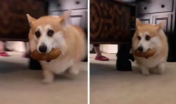 Perrito se ‘roba’ una papa de la bolsa del mercado y se niega a devolvérsela a su dueña 