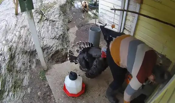 Mujer se encontraba dando comida a sus animales y recibe el picoteo de su pavo 