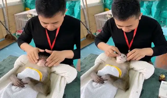 Mono es sorprendido teniendo un día de spa y causa furor en redes