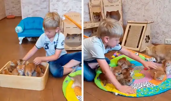 Niño se emociona al conocer a los bebés de su gatita y se encarga de cuidarlos en el día