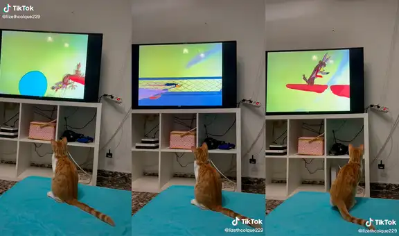 Joven descubre que su gatito tiene un programa favorito que disfruta ver en la televisión