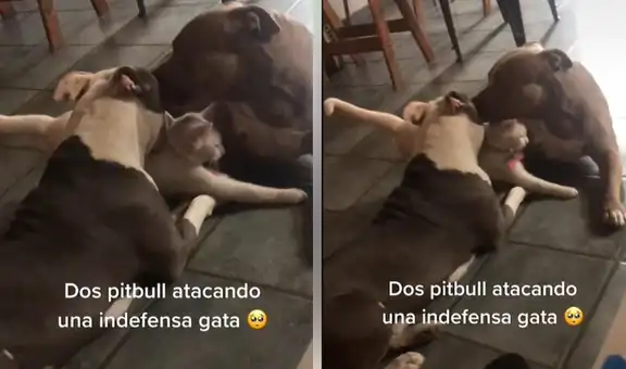 Gatita es ‘atacada a besos’ por dos pitbulls y su dueña graba la escena viral