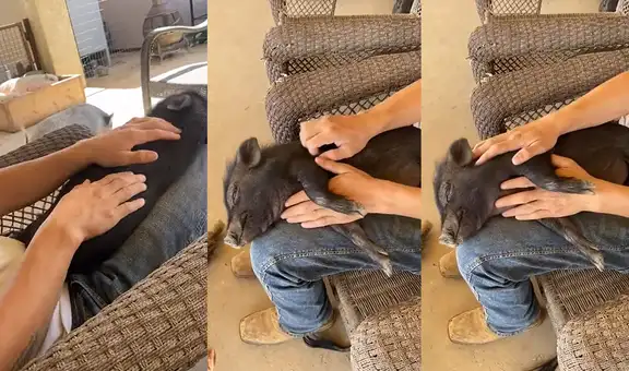 Encantador cerdito disfruta de los masajes que le da su dueño que lo rescató
