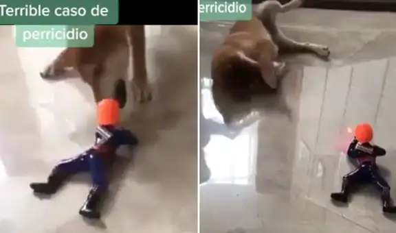 Perrito cae ante los ‘disparos’ del juguete de su dueño y escena divierte a usuarios