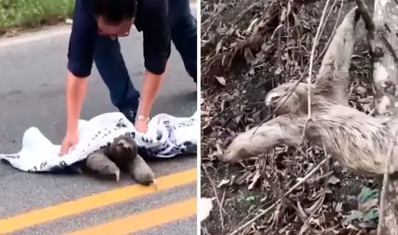 Hombre rescata a oso perezoso de una carretera y este le agradece con un tierno gesto 