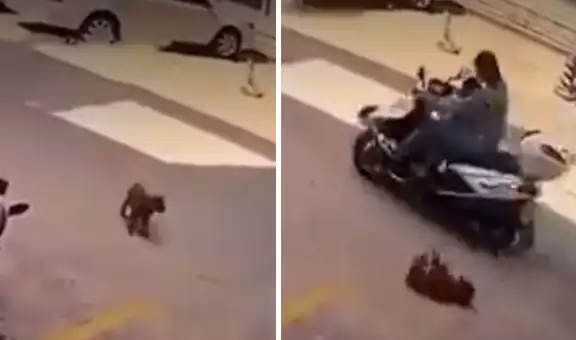Perrito finge sufrir un grave accidente y le da un susto a su cuidador
