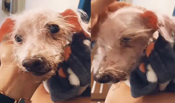 Mujer rescata a perrita abandonada en malas condiciones y le cambia la vida