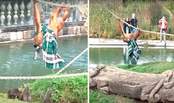 Orangután se da cuenta de la fechoría de unas nutrias e impide que le ‘roben’ su preciada manta 