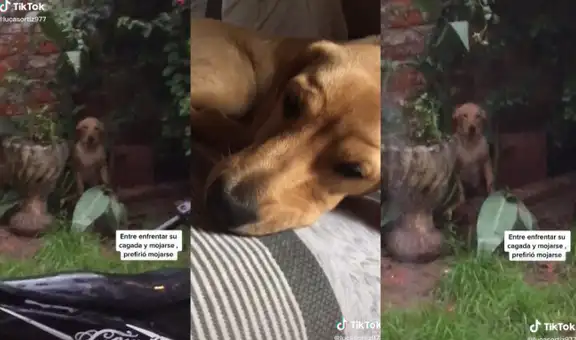 Perrita prefiere quedarse bajo la lluvia antes que recibir el regaño de su dueña