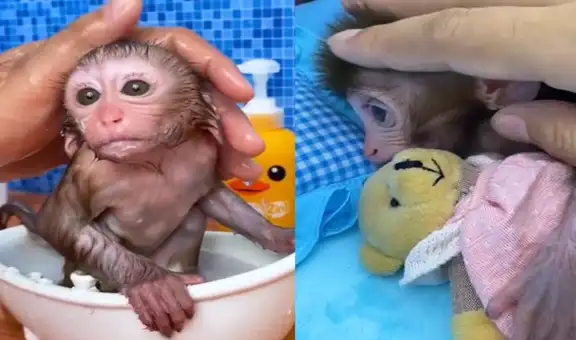 Bon bon, la monita que ha robado el corazón de miles por sus ocurrencias