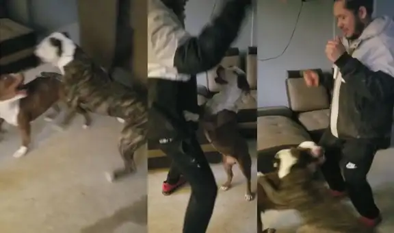 Perro se molesta al ver que su ‘compañera’ bailaba con su dueño