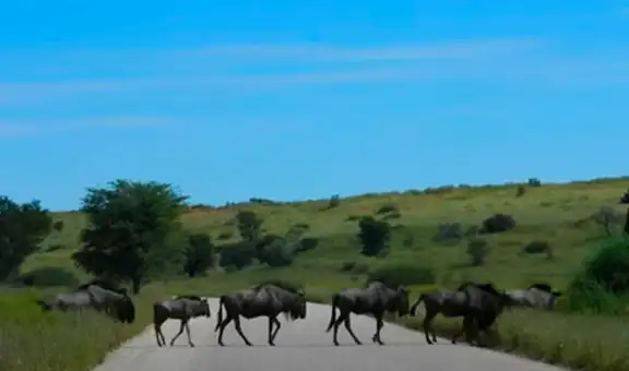 Turistas que hacían safari graban momento en que manada de ñus cruzaba la pista