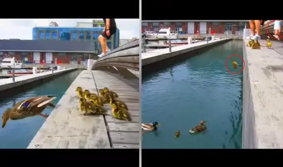 Pata deja solas a sus crías tras lanzarse desde un muelle y transeúntes las ayudan