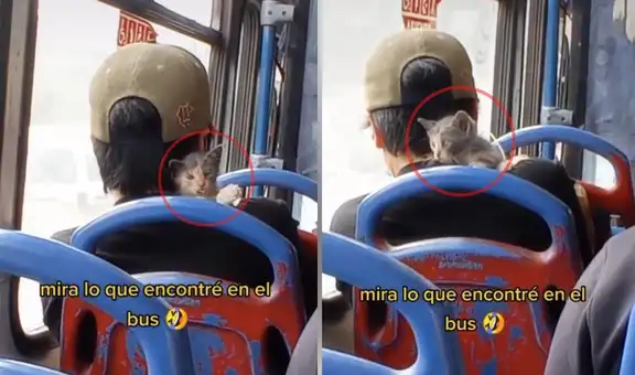 Pasajero de un bus lleva a su gatito en el hombro para no dejarlo solo en casa
