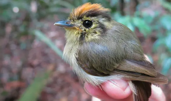 El cambio climático puede estar encogiendo a las aves de la Amazonía, según un estudio
