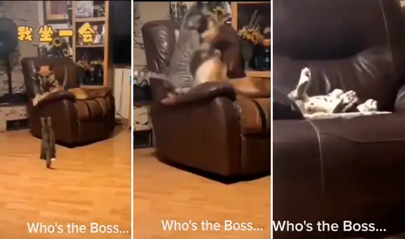 Travieso gato se rehúsa a compartir su mueble favorito con un perro y lo echa del lugar