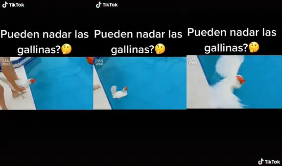Hombre pone a prueba a su gallina y capta el divertido momento en que flota en el agua 