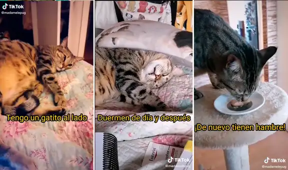 Joven compone “Será porque te amo” en versión gatuna dedicada a su mascota