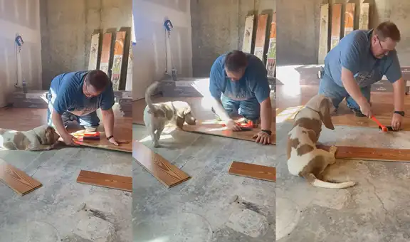 Divertida perrita de raza basset hound interrumpe a su dueño mientras coloca laminado de piso