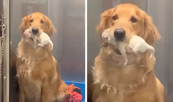 Perrita se emociona por el nacimiento de sus cachorritos y se los enseña a sus dueños