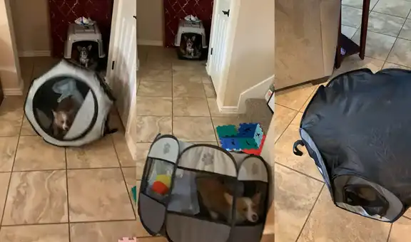 Corralito para animales no impide que el perrito siga transitando por toda la casa