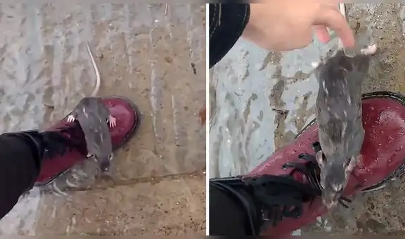 Joven encuentra a un pequeño roedor a su lado en un día lluvioso y decide ayudarlo