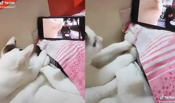 Adorable gatito observa el video de un felino moviendo la cabeza y empieza a hacer lo mismo