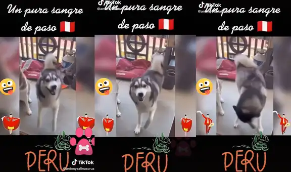 Perrito de raza husky siberiano demuestra todos sus dotes al bailar marinera