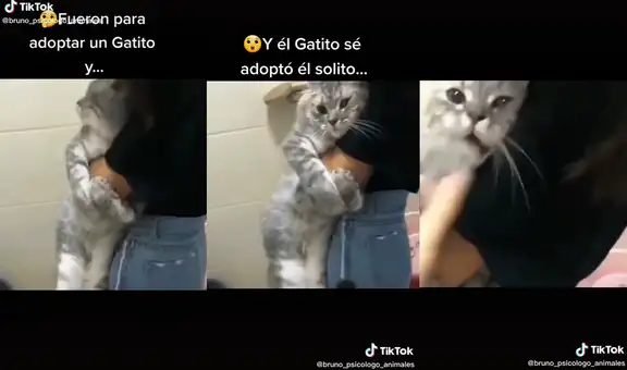Mujer va a un albergue de animales y gatito abandonado la ‘escoge’ para que sea su dueña