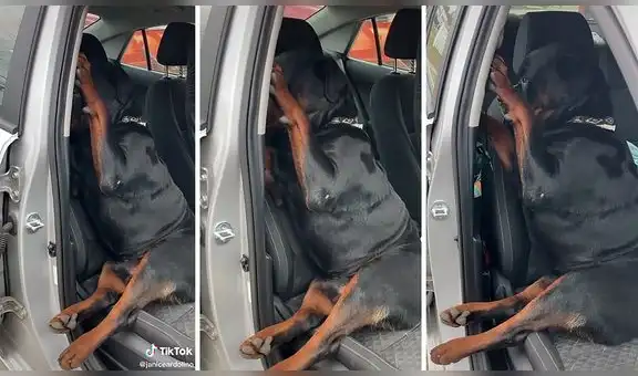 Perro sentado en el copiloto del auto ignora el llamado de su dueña por una curiosa razón