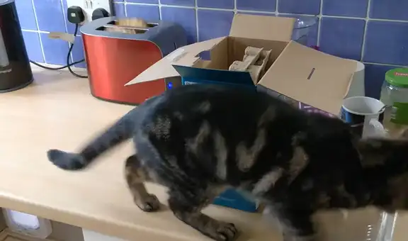 Curiosa gatita reacciona de forma graciosa cuando la tostadora indica que los panes están listos