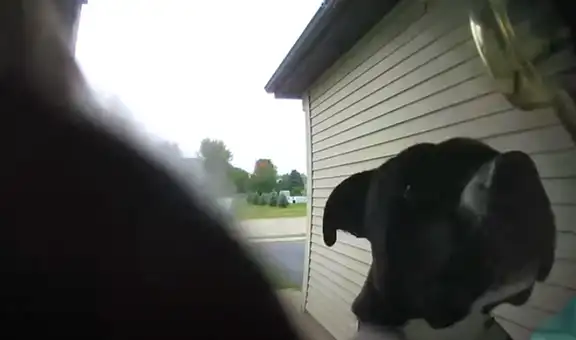 Perro escapa de la casa de su dueña y al regresar toca el timbre para que le abran la puerta