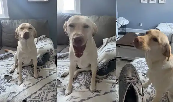 Mujer descubre que su perrita se llevó su zapatilla para mordisquearla en su cama